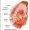 buccal-fat-pad-removal-blog-1